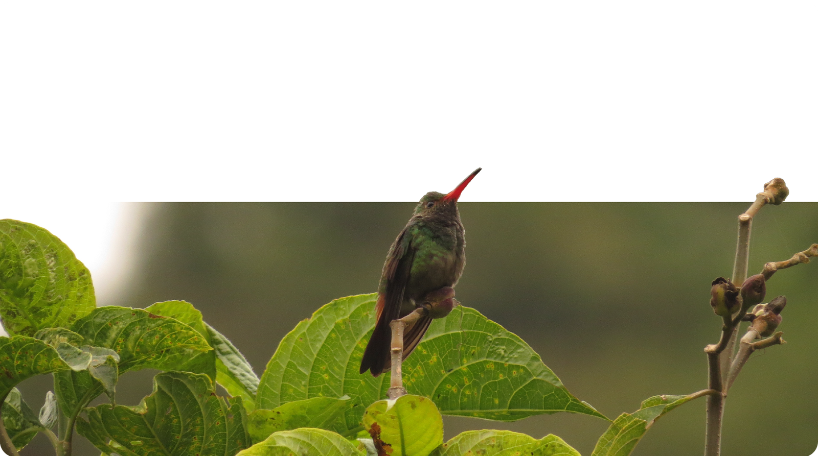 Colibrí sobre hojas verdes